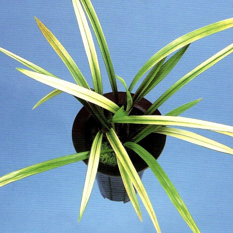 Cym. ensifolium Sa Mo Jin 蕯摩錦 - square crop