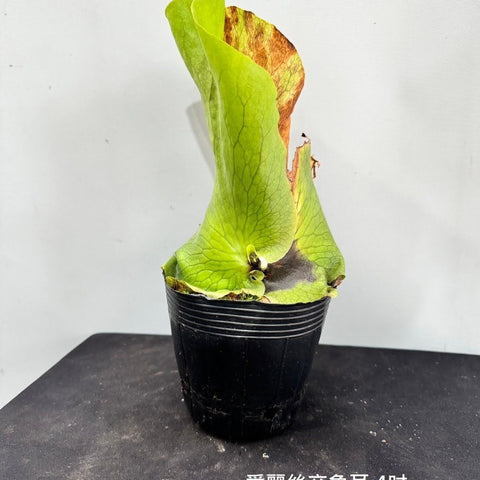 Plat. ellisii x elephantotis - square crop