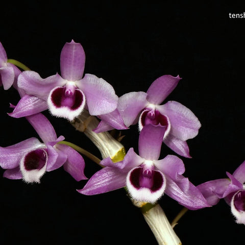 Den. parishii - square crop