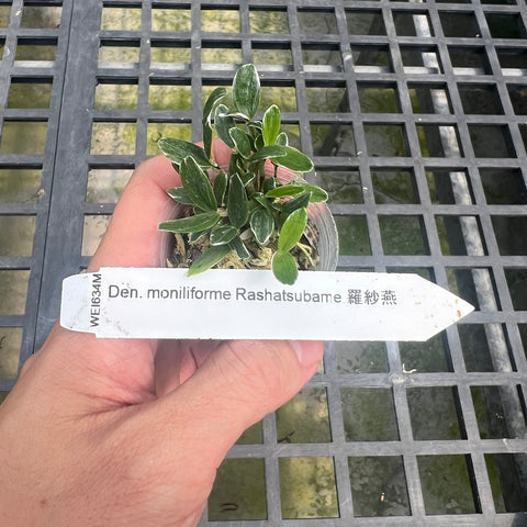 Den. moniliforme Rashatsubame 羅紗燕 - square crop