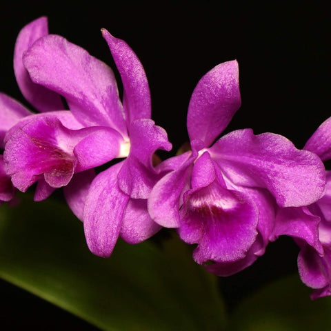 Gur. bowringiana