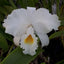 C. trianaei f. albescens