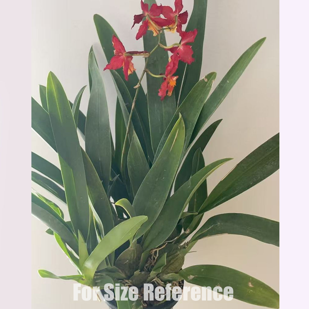 [Bare-Root]Wils. Rising Sun 'Red Sun “红太阳” [April in stock] – Orchidmart