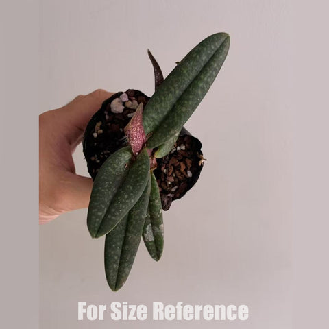 [AS-IS]Paph. micranthum (Post-Flower) 玉女兜蘭[April in stock ]