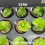 [Bare-rooted]Platy. coronarium 'Thin Thin' 小精靈皇冠鹿角蕨 [Wishlist]