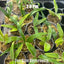 [Bare-rooted]Platy. alcicorne var. dwarf 侏儒馬圓鹿角蕨 [Wishlist]