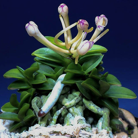 [Bare-root]Neofinetia (V.) falcata 'Aoshinju' 青珍珠 [May in Stock]