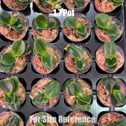 [Bare-Root]Phal. (Sedirea) japonica 'Minmaru' 明丸 [May in stock]