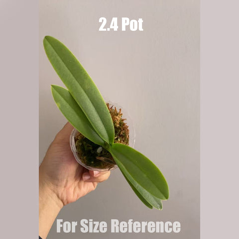 [Bare-root]Phal. pulcherrima var. coerulea splash 矛舌蝴蝶藍變種[May In stock]