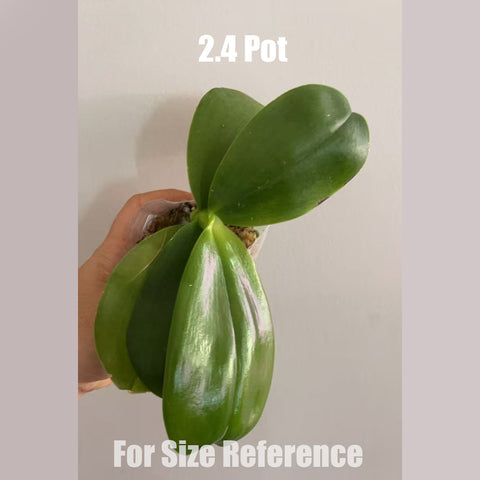 [Potted]Phal. Miki Mok Choi Bear Queen '774' 墨彩皇后'774'[May in Stock]