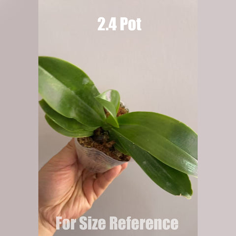 [Bare-root]Phal. lueddemanniana × sib 路德[May in stock]