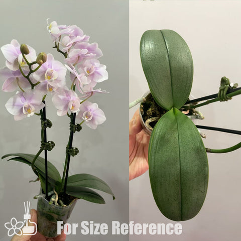 [Potted]Phal. Pinlong Cheris 檳榔西施 [May in stock]