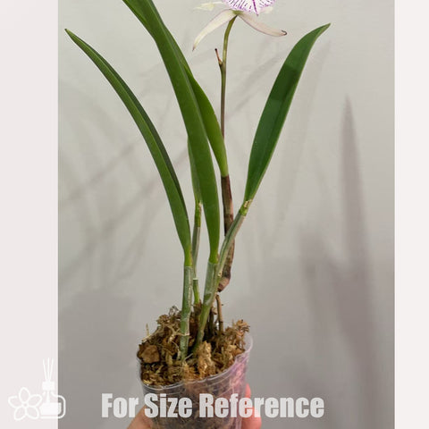 [Bare-Root]BC. Wonder Star Jungle Elf [May in stock]