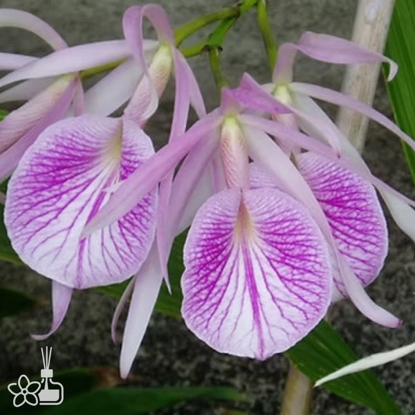 Bare-Root]BC. Wonder Star Jungle Elf [May in stock] – Orchidmart