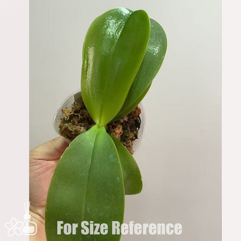 [Potted]Phalaenopsis Louise Burns ‘FEIFAN’伯恩斯[May in stock]