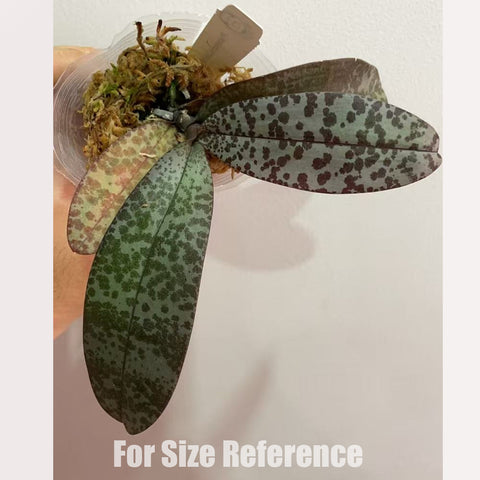 [Bare-Root]Phal. Cellinde 赛琳德 [May in stock]