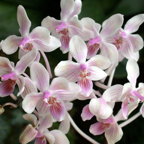 [Bare-Root]Phal. Cellinde 赛琳德 [May in stock]