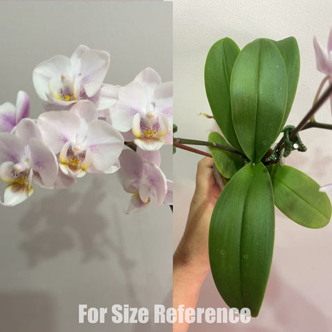 [Potted]Phal. Fragrance Tricolour [May in Stock]