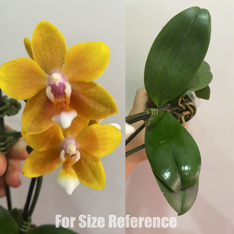 [AS-IS]Phal. Yellow Chocolate [May in Stock]
