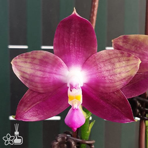 Phalaenopsis – Orchidmart