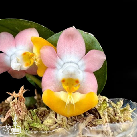 Phal. lobbii var. (flava × pink) 洛比蝴蝶黃×粉