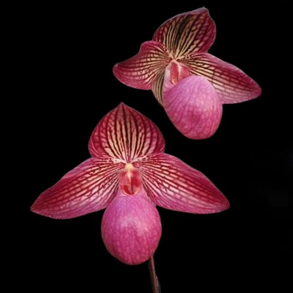 No.959 洋蘭 パフィオ Paph.Gloria Naugle