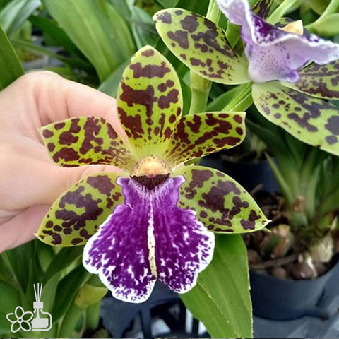 Zygopetalum hybrid Light 紫香蘭