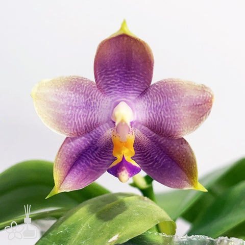 [Bare-rooted]Phal. Mituo Purple Dragon ‘YM” 紫龍[Sept Preorder]