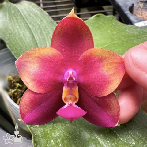 [Bare-Root]Phal. Mituo Obsidian ‘Anmio’ 彌陀安米奥[Spet Preorder]