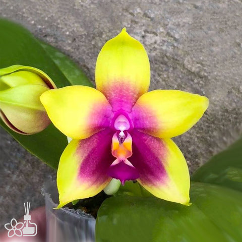 [Potted]Phal. Miki Mok Choi Bear Queen '774' 墨彩皇后'774'[Jan in stock]