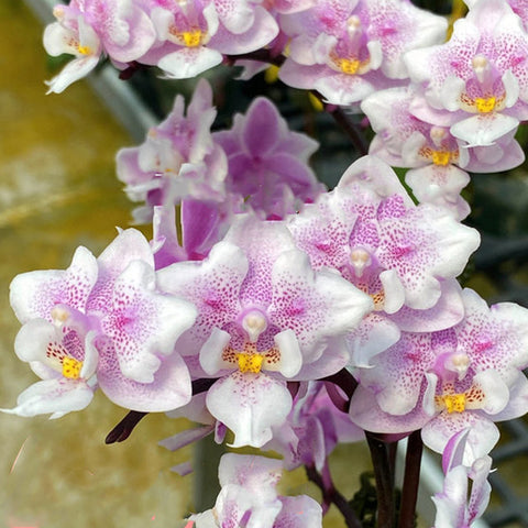 Phal Lady Q (Peloric) Q小姐兩眼