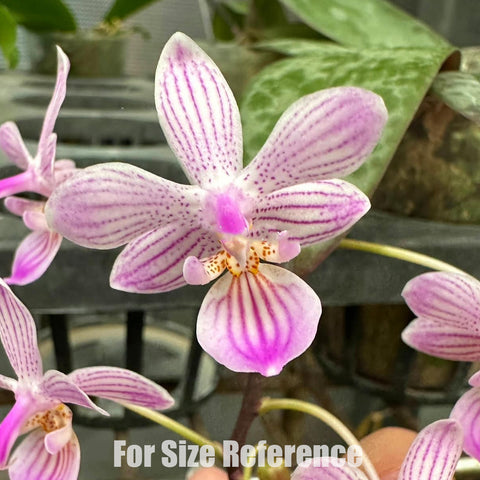 [Bare-Root]Phal. lindenii 'Candy Stripe' 條紋林登[Wishlist]