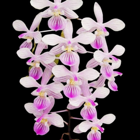 [Bare-Root]Phal. lindenii 'Candy Stripe' 條紋林登