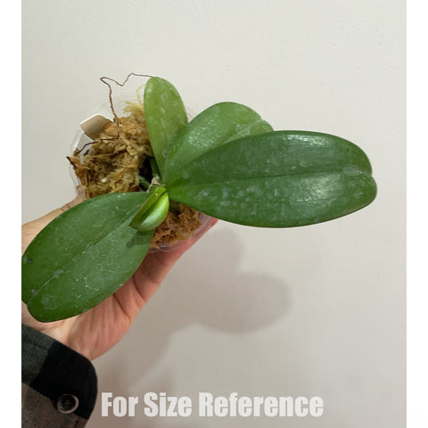 [Bare-Root]Phal. Lucky Star G108 幸運星108