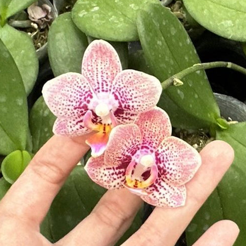 [Bare-Root]Phal. Lucky Star G108 幸運星108