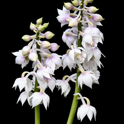 [Rhizome][New] #TO# Calanthe aristulifera 翹距蝦脊蘭 [Oct in stock 26]