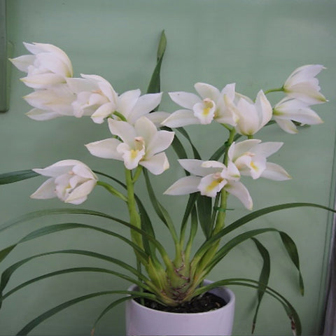 Cym.Enzan Long Tail 'Cotton Dress'