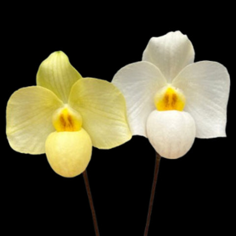 [Bare-roo啊]Paph. Armeni WhitePaph 'Jade Beauty' 顏如玉[Wishlist]