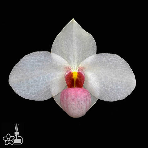 Paph.Joyce Hasegawa 喜歡顏