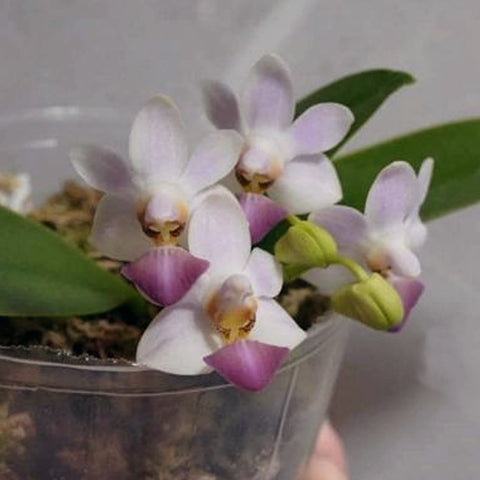 [Bare-Root]Phal. Evarise Blue Angel ‘Violet’ 紫兔 [Sept Preorder]