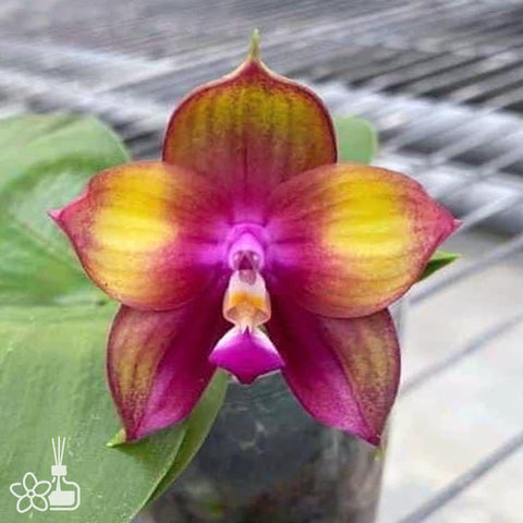 [Potted]Phal.Mituo Love ‘Rainbow-520’ 彌陀彩虹[Jan in stock]