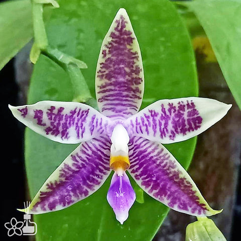 [Potted] Phal. KS Blue Ludde 龔氏藍路德 [Jan in stock]