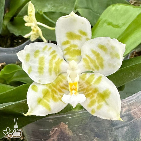 [Bare-Root] Phal. Summer Golden Jade “MS” 夏日金玉 [Sept Preorder]