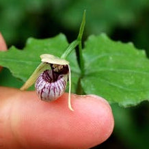 [Rhizome] #TO# Cyp. debile 對葉杓蘭 [2.4" 1Gr BS][Oct in stock 26]
