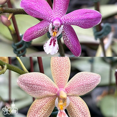 [Bare-root]Phal. Bronze Maiden 'Rio' 里歐青銅少女[Dec Preorder]