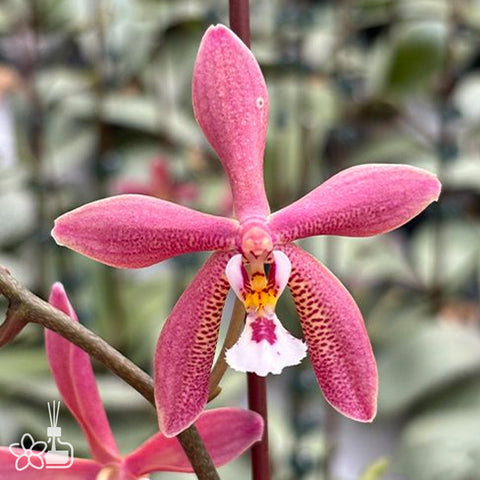 [Bare-root]Phal. Bronze Maiden 'Rio' 里歐青銅少女[Dec Preorder]