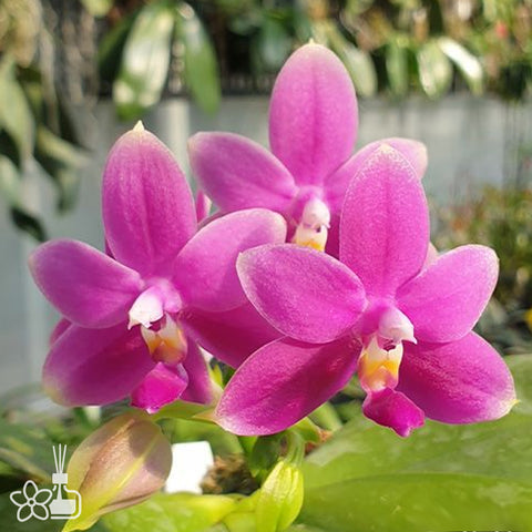 [Bare-root]Phal. violacea var. indigo red 紅螢光蝴蝶[Dec Preorder]