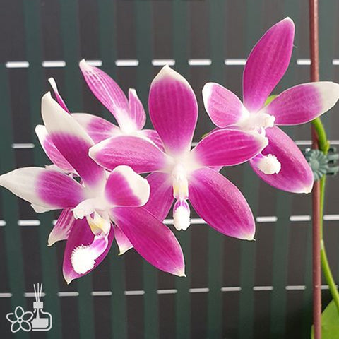 [Bare-root]Phal. speciosa 'Elegance' 盾花蝴蝶 '優雅'[Dec Preorder]