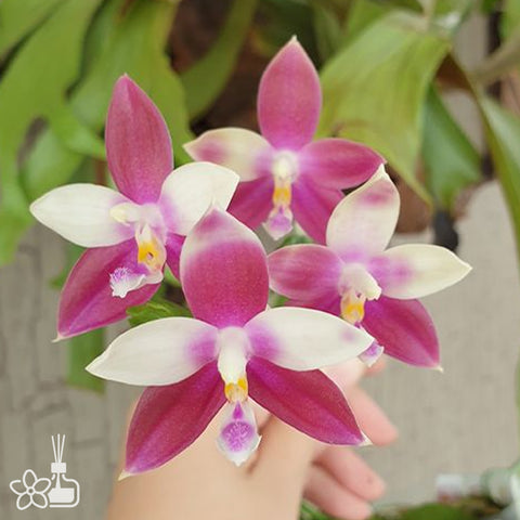 [Bare-root]Phal. Sri Sumatra '1675' 西里小紅莓 '1675'[Dec Preorder]