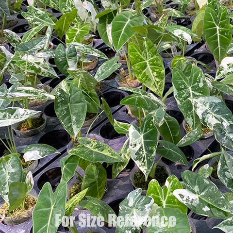 [Bare-rooted]Alocasia micholitziana Variegated 斑葉絨葉觀音蓮[Dec Preorder]